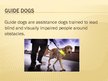 Presentations 'Guide Dogs', 2.
