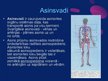 Presentations 'Asinsrite, asinsrites sistēma', 7.