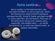 Presentations 'Asinsrite, asinsrites sistēma', 18.