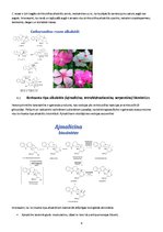 Research Papers 'Alkaloīdu biosintēze augos', 9.