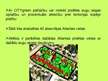 Presentations 'Pilsētu zaļumu zonu saglabāšana', 10.