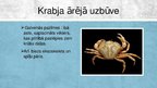 Presentations 'Krabji - vēžu klase', 4.