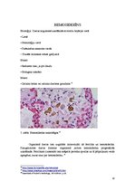 Summaries, Notes 'Fizioloģiskie hemoglobinogēnie pigmenti', 10.