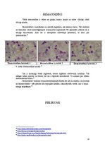 Summaries, Notes 'Fizioloģiskie hemoglobinogēnie pigmenti', 14.