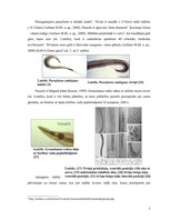 Research Papers 'Parazitoloģija Passalurus ambiguus', 5.