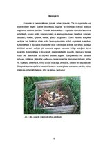 Research Papers 'Mikrobioloģiskie procesi kompostēšanas ieguvē', 4.