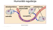 Presentations 'Kā notiek organisma darbības regulācija', 12.