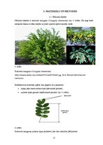 Research Papers 'Vides ietekme uz kokveida karaganas (Caragana aborescens) morfoloģisko pazīmju i', 12.