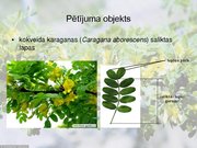 Research Papers 'Vides ietekme uz kokveida karaganas (Caragana aborescens) morfoloģisko pazīmju i', 25.