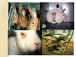 Presentations 'Vivisekcija, dzīvnieku izmantošana laboratorijās', 9.