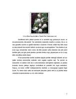 Research Papers 'Begoniju aizsardzības projekts begoniju audzēšanai modeļsaimniecībā', 8.
