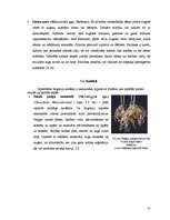 Research Papers 'Begoniju aizsardzības projekts begoniju audzēšanai modeļsaimniecībā', 13.