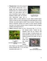 Research Papers 'Begoniju aizsardzības projekts begoniju audzēšanai modeļsaimniecībā', 14.