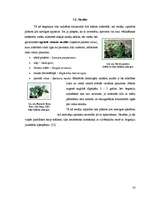 Research Papers 'Begoniju aizsardzības projekts begoniju audzēšanai modeļsaimniecībā', 16.