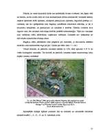 Research Papers 'Begoniju aizsardzības projekts begoniju audzēšanai modeļsaimniecībā', 27.