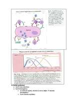 Summaries, Notes 'Mikrobioloģija. Antivielas', 10.