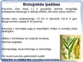 Presentations 'Kukurūzas bioloģiskās īpašības. Agrotehnika, slimības, kaitēkļi un šķirnes', 2.