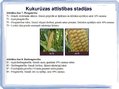 Presentations 'Kukurūzas bioloģiskās īpašības. Agrotehnika, slimības, kaitēkļi un šķirnes', 8.