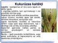 Presentations 'Kukurūzas bioloģiskās īpašības. Agrotehnika, slimības, kaitēkļi un šķirnes', 13.