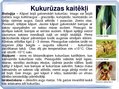 Presentations 'Kukurūzas bioloģiskās īpašības. Agrotehnika, slimības, kaitēkļi un šķirnes', 14.