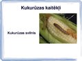 Presentations 'Kukurūzas bioloģiskās īpašības. Agrotehnika, slimības, kaitēkļi un šķirnes', 15.