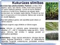 Presentations 'Kukurūzas bioloģiskās īpašības. Agrotehnika, slimības, kaitēkļi un šķirnes', 16.