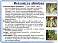 Presentations 'Kukurūzas bioloģiskās īpašības. Agrotehnika, slimības, kaitēkļi un šķirnes', 17.