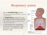 Presentations 'Respiratory System', 4.