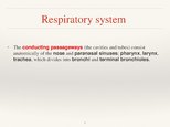 Presentations 'Respiratory System', 7.