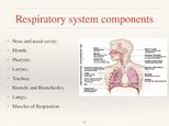 Presentations 'Respiratory System', 8.