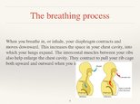 Presentations 'Respiratory System', 9.