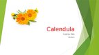 Presentations 'Calendula', 1.