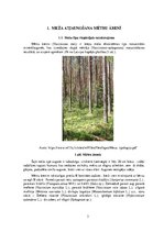 Essays 'Meža atjaunošana mētru ārenī', 3.