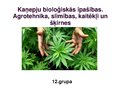 Presentations 'Kaņepju bioloģiskās īpašības. Agrotehnika, slimības, kaitēkļi un šķirnes', 1.