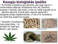 Presentations 'Kaņepju bioloģiskās īpašības. Agrotehnika, slimības, kaitēkļi un šķirnes', 4.
