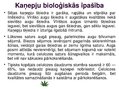 Presentations 'Kaņepju bioloģiskās īpašības. Agrotehnika, slimības, kaitēkļi un šķirnes', 5.