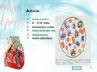Presentations 'Sirds un asinsvadu sistēma. Asinsrite', 2.