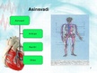 Presentations 'Sirds un asinsvadu sistēma. Asinsrite', 7.