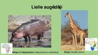 Presentations 'Āfrikas tropisko un ekvatoriālo lietusmežu fauna', 7.