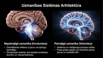 Presentations 'Uzmanība un kognitīvie procesi', 4.