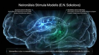 Presentations 'Uzmanība un kognitīvie procesi', 5.