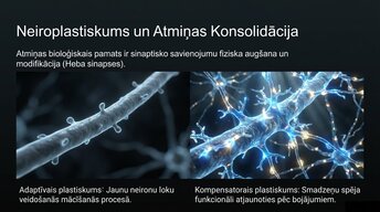 Presentations 'Uzmanība un kognitīvie procesi', 7.