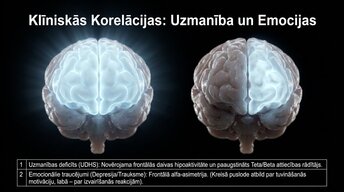 Presentations 'Uzmanība un kognitīvie procesi', 10.