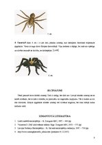 Research Papers 'Zirnekļi', 9.