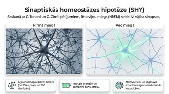 Presentations 'Miega nozīme smadzeņu atjaunošanā un izdegšanas profilaksē', 5.