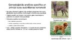 Presentations 'Ģenētiskā daudzveidība, inbrīdings un suņu audzēšanas principi - ģenealoģijas an', 6.