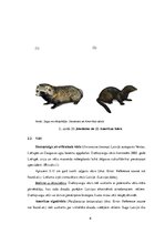 Research Papers 'Svešās sugas Latvijā un to ietekme uz ekosistēmu', 6.