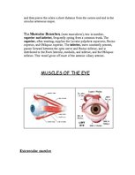 Research Papers 'Anatomy of the Eye', 11.