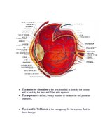 Research Papers 'Anatomy of the Eye', 14.
