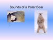 Presentations 'Arctic Animals - Polar Bears', 10.
